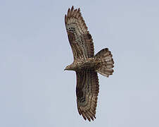 European Honey Buzzard