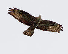 European Honey Buzzard