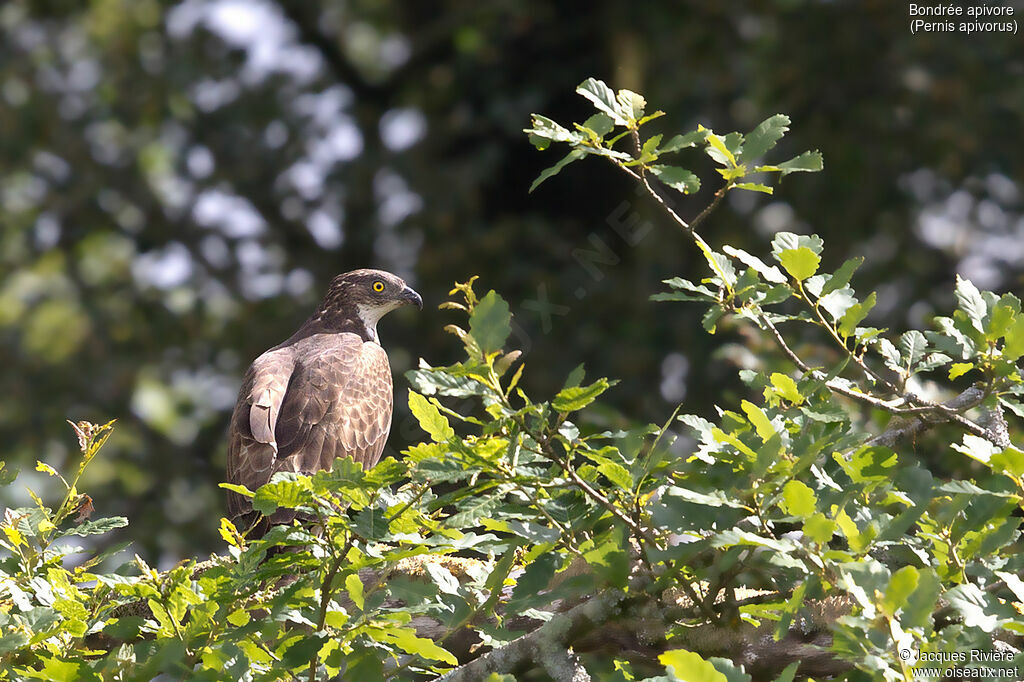 Bondrée apivoreadulte, identification