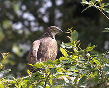 European Honey Buzzard