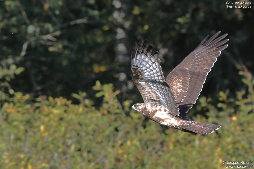 European Honey Buzzardimmature, Flight