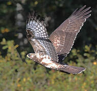 European Honey Buzzard