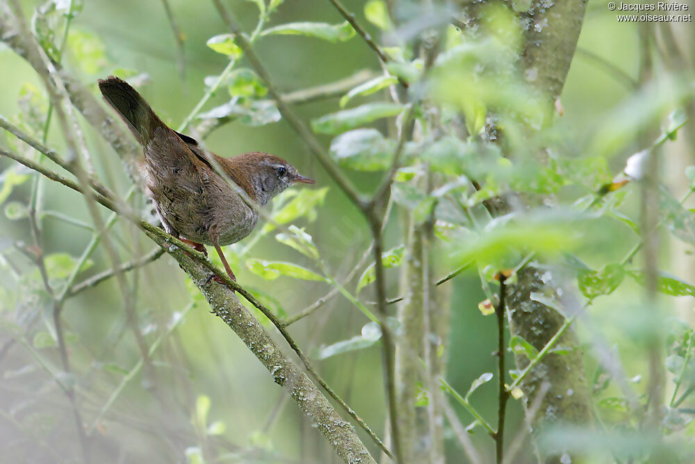 Cetti's Warbler male adult breeding