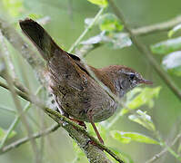 Cetti's Warbler