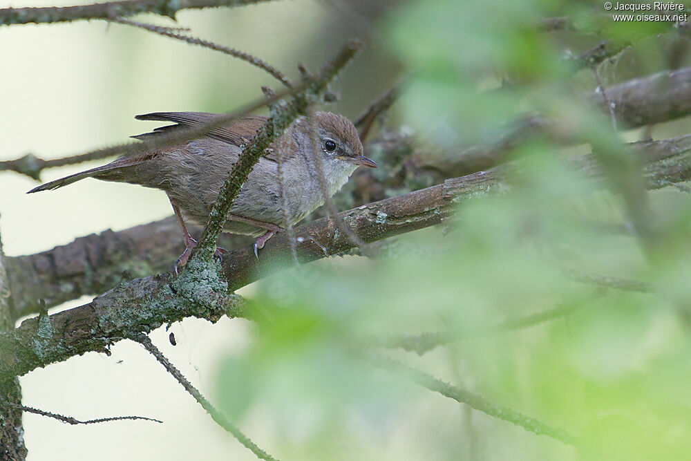 Cetti's Warbler male adult breeding