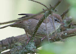 Bouscarle de Cetti