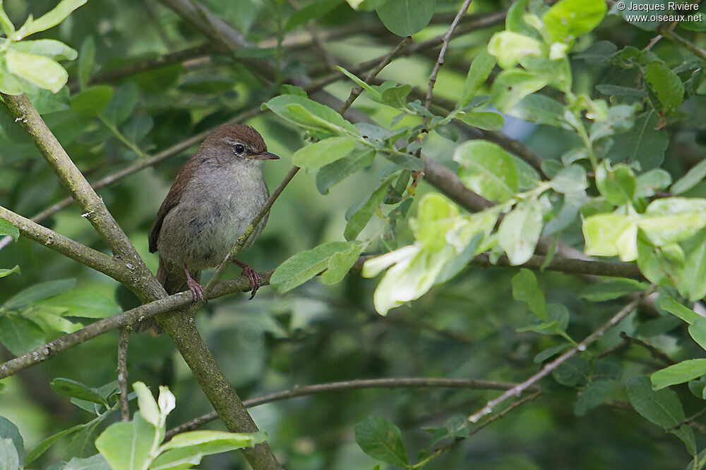 Cetti's Warbler male adult breeding