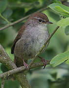 Cetti's Warbler