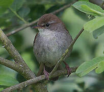 Cetti's Warbler