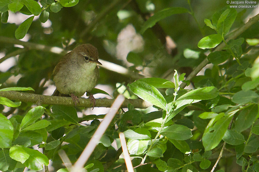 Cetti's Warbler male adult breeding