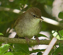 Cetti's Warbler