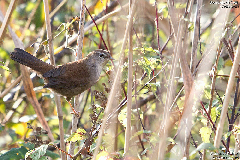 Cetti's Warbleradult, identification