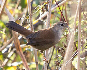 Bouscarle de Cetti