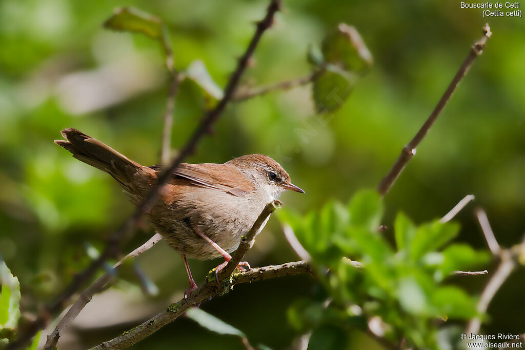 Bouscarle de Cetti mâle adulte nuptial, identification