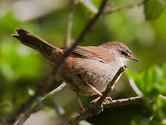 Bouscarle de Cetti