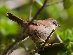 Bouscarle de Cetti