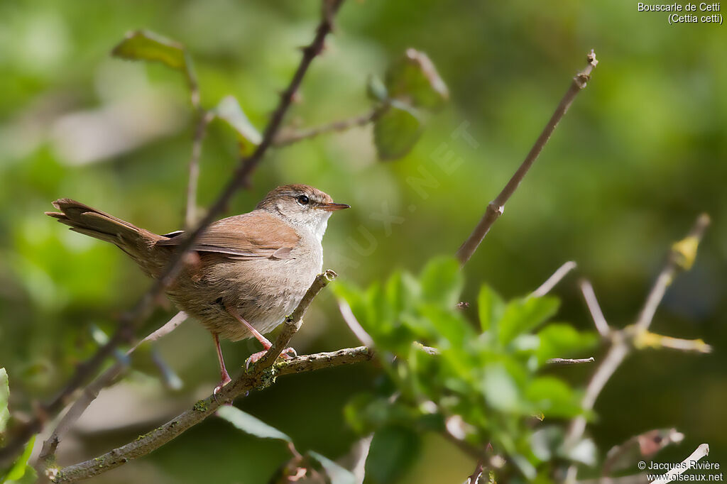 Bouscarle de Cetti mâle adulte nuptial, identification