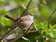 Cetti's Warbler