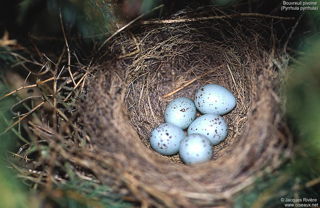 Eurasian Bullfinch, identification, Reproduction-nesting