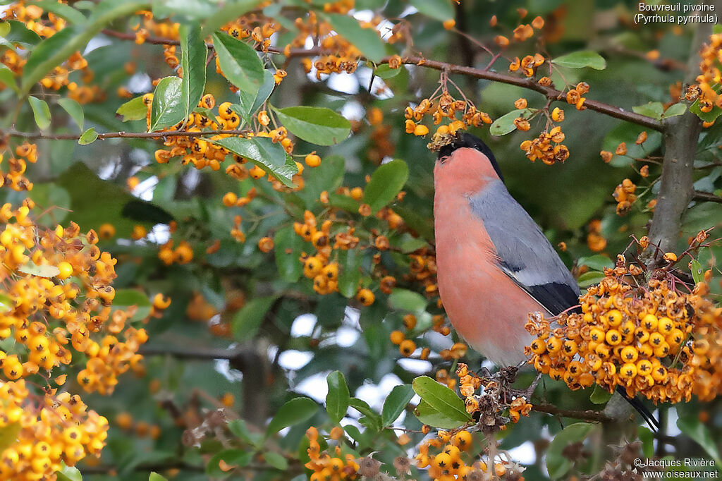 Eurasian Bullfinch male adult, identification, eats