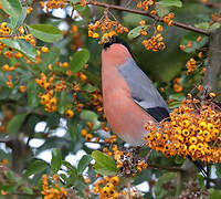 Eurasian Bullfinch