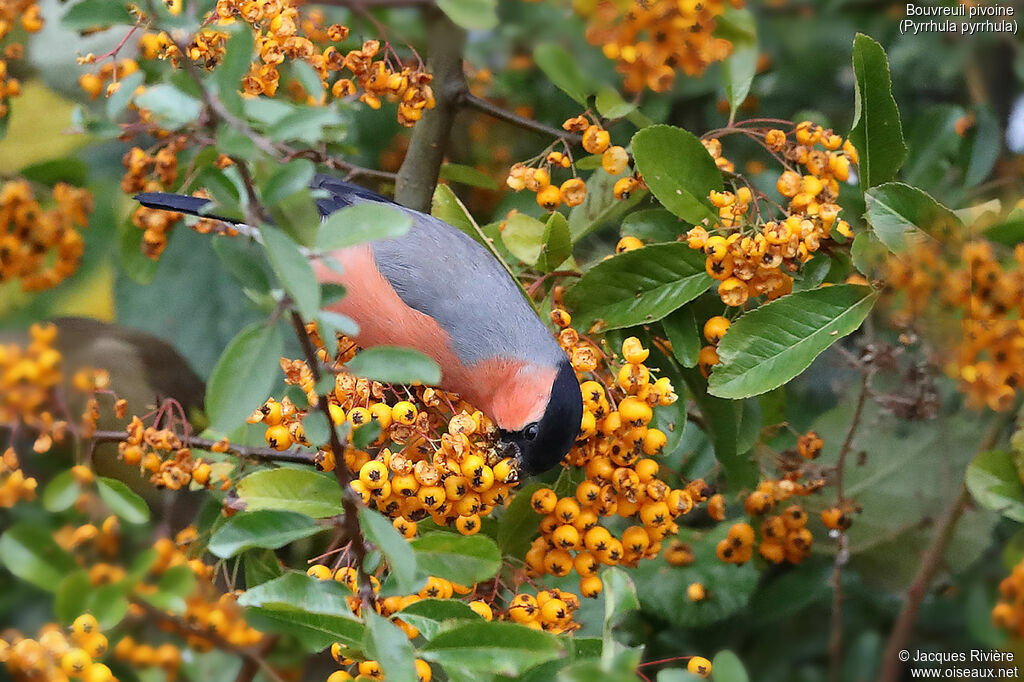 Eurasian Bullfinch male adult, identification, eats