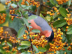 Eurasian Bullfinch