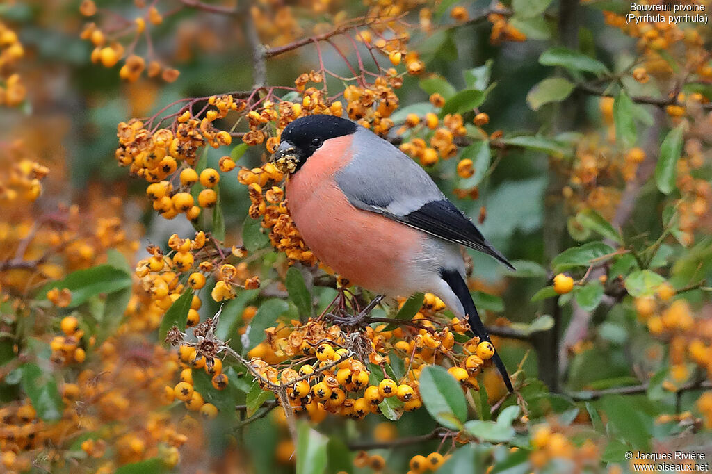 Eurasian Bullfinch male adult, identification, eats