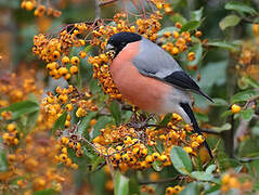 Eurasian Bullfinch