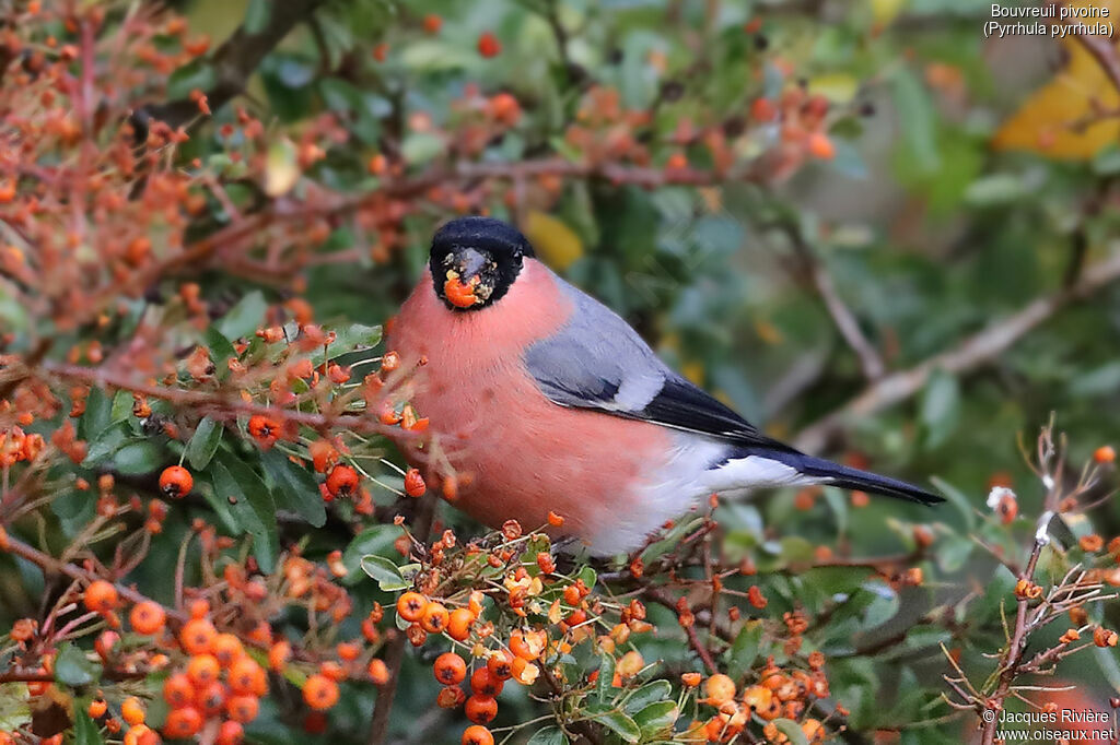 Eurasian Bullfinch male adult, identification, eats