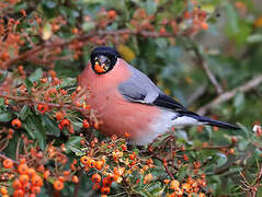 Eurasian Bullfinch