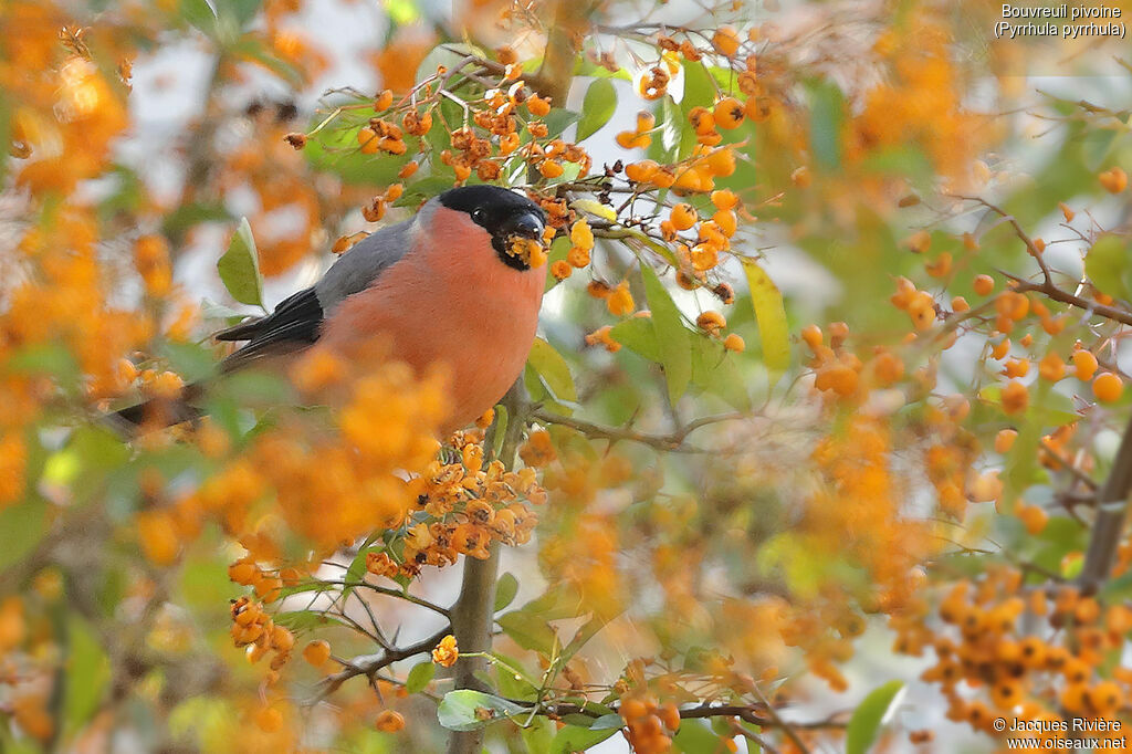 Eurasian Bullfinch male adult, identification, eats