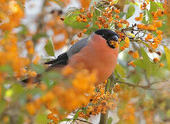 Eurasian Bullfinch