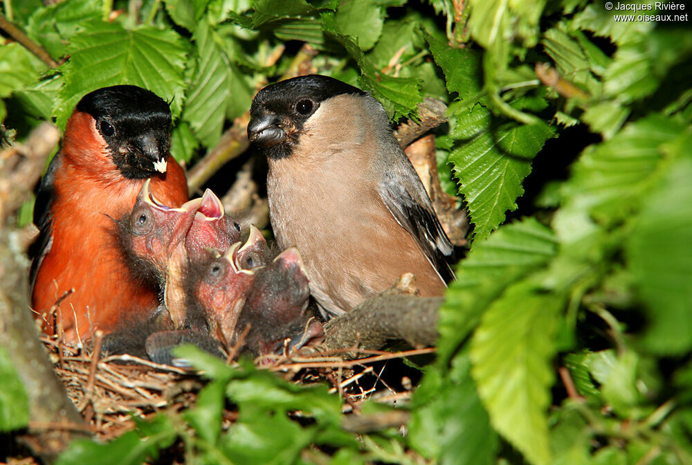 Eurasian Bullfinch adult breeding, Reproduction-nesting