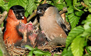 Eurasian Bullfinch