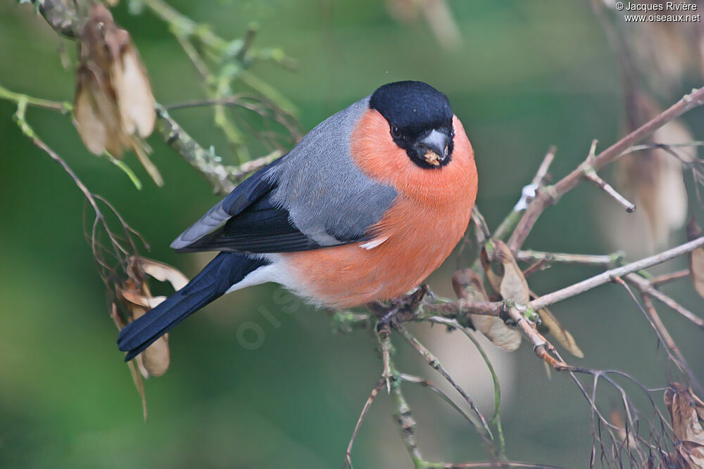 Eurasian Bullfinch male adult post breeding