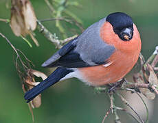 Eurasian Bullfinch