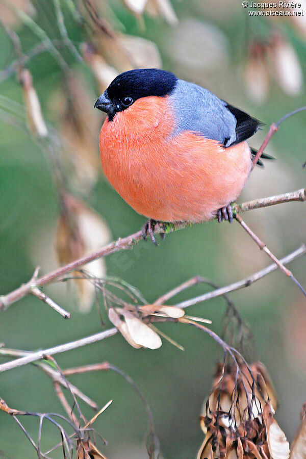 Eurasian Bullfinch male adult post breeding