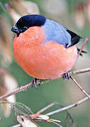 Eurasian Bullfinch