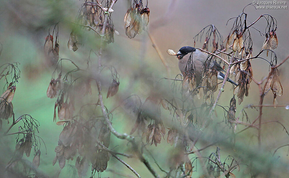 Eurasian Bullfinch female adult post breeding