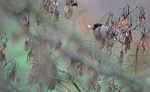 Eurasian Bullfinch