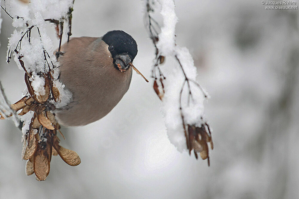 Eurasian Bullfinch female adult post breeding