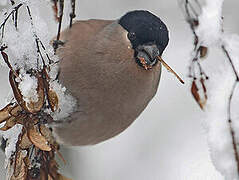 Eurasian Bullfinch