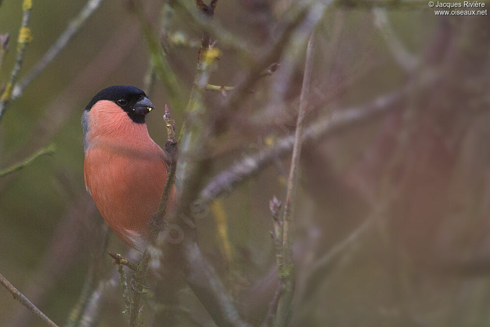 Eurasian Bullfinch male adult post breeding