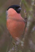 Eurasian Bullfinch