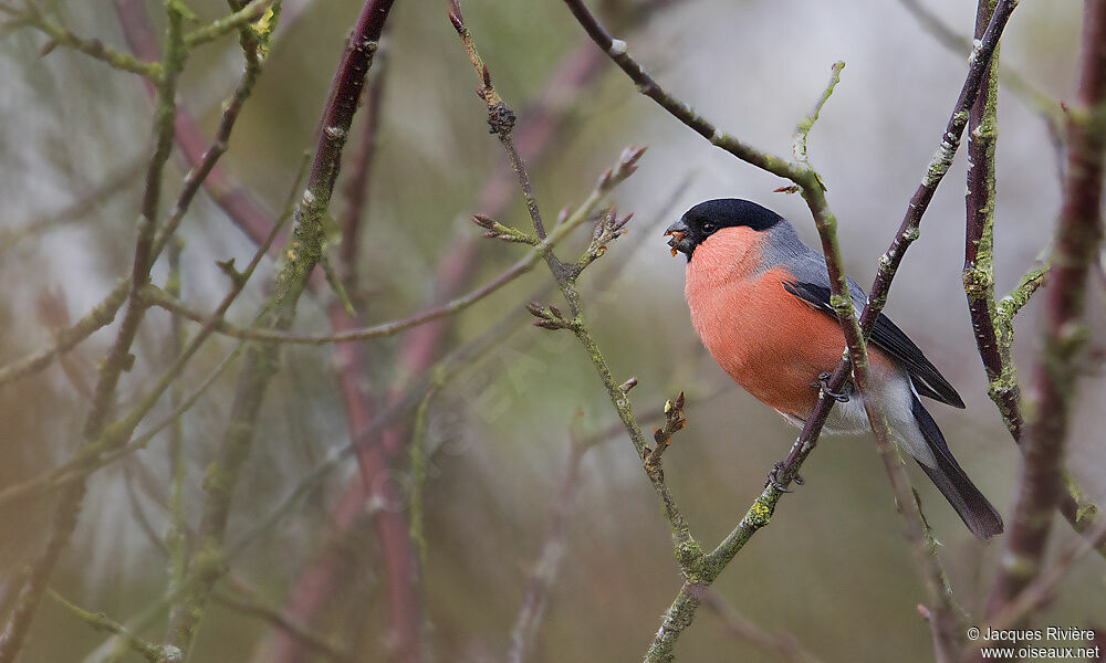 Eurasian Bullfinch male adult post breeding