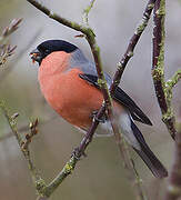 Eurasian Bullfinch