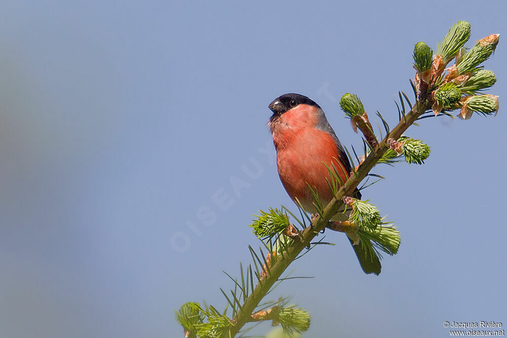 Eurasian Bullfinch male adult breeding