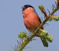 Eurasian Bullfinch