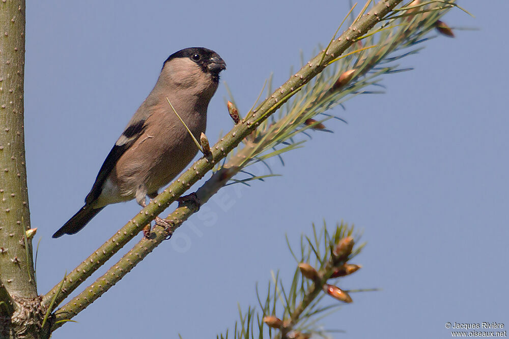 Eurasian Bullfinch female adult breeding